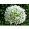 allium white gian