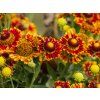 Helenium Fuego (1)
