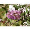 buddleja dav. free petite lvender flow