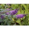 zwerg sommerflieder schmetterlingsstrauch lilac chip m065334 w 0
