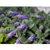lilac chip