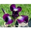 Kosatec sibiřský 'Purple' - Iris sibirica 'Purple'