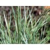 Proso prutnaté 'Prarie Sky' - Panicum virgatum 'Prairie Sky'