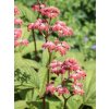 Rodgersie zpeřená 'Elegans' - Rodgersia pinnata 'Elegans'  Rodgersia pinnata 'Elegans'