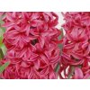 Hyacint 'Scarlet Pearl' (Balení cibule 15/16 - 5 ks)