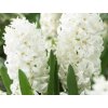 Hyacint 'White Pearl' (Balení cibule 15/16 - 5 ks)