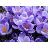 crocus grand maitre 1
