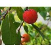 Arbutus unendo (1)