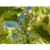 Kiwi 'Hokey Pokey'