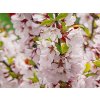 Višeň plstnatá 'Snövit'- kontejner