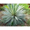 yucca v