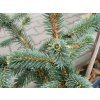 Picea chihuahuana (1)