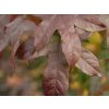 dar autumn
