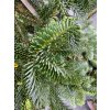 Abies delavayi (2)