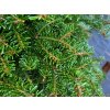 Abies nordmanniana 'Norholstuckl' detail (2)