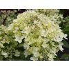 Hydrangea paniculata Graffiti