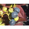 Kanadská borůvka 'Cabernet Splash'
