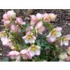 94061 5 cemerice hgc ice n roses picotee helleborus hgc ice n roses roses picotee