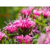 balmy pink