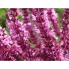 Šalvěj hajní 'Sensation® Compact Bright Rose' - Salvia nemorosa 'Sensation® Compact Bright Rose'