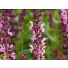 94271 salvia nemorosa sensation compact bright rose