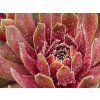 94289 sempervivum commander hey
