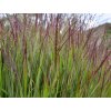 Proso prutnaté  'Shenandoah' - Panicum virgatum 'Shenandoah'