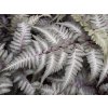 Papratka nipponicum 'Metallicum' - Athyrium nipponicum 'Metallicum'
