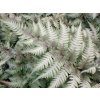 Papratka nipponicum 'Metallicum' - Athyrium nipponicum 'Metallicum'