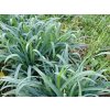 Ostřice 'Bunny Blue' - Carex laxiculmis 'Bunny Blue'