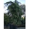 Cedr himalájský 'Pendula'