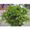 Picea abies 'Barryi' (2)