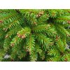 Picea abies 'Barryi' (3)