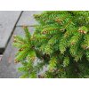 Picea abies 'Barryi' (1)