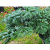 Abies amabilis 'Spreading Star' (3)