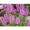 Čistec lékařský - Stachys officinalis
