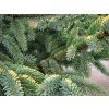 Picea mariana 'Aureovariegata' (2)