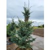 Picea mariana 'Aureovariegata' (1)