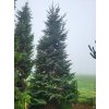 Picea sitchensis