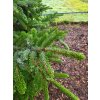 Picea sitchensis (2)