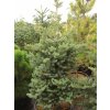 Abies koreana 'Blauer Pfiff'
