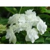 Hortenzie velkolistá 'Doppio Bianco®'