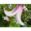 clematis elf.jpg3