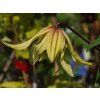 Clematis Golden Dream (2)