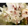 Rhododendron Fryderyk (1)