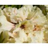 Rhododendron Fryderyk (2)