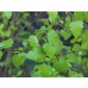 golden leaved birch schneverdinger goldbirke