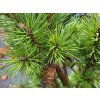 Pinus sylvestris 'Nana Compacta' (1)