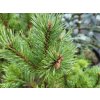 Pinus sylvestris 'Nana Compacta' (4)