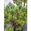 Pinus sylvestris 'Nana Compacta' (3)